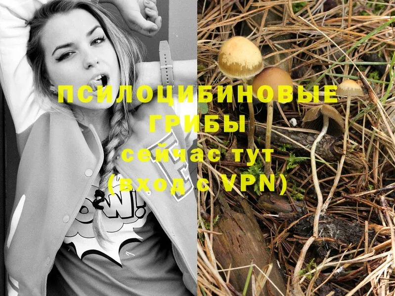 купить закладку  Давлеканово  Галлюциногенные грибы Magic Shrooms 